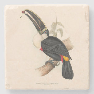 Antique Toucan Bird Wildlife Painting Stenunderlägg