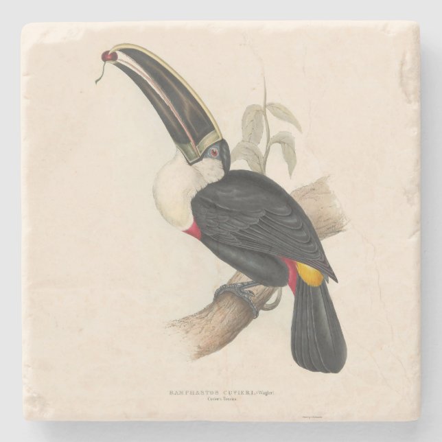 Antique Toucan Bird Wildlife Painting Stenunderlägg (Framsidan)