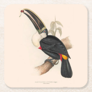Antique Toucan Bird Wildlife Painting Underlägg Papper Kvadrat