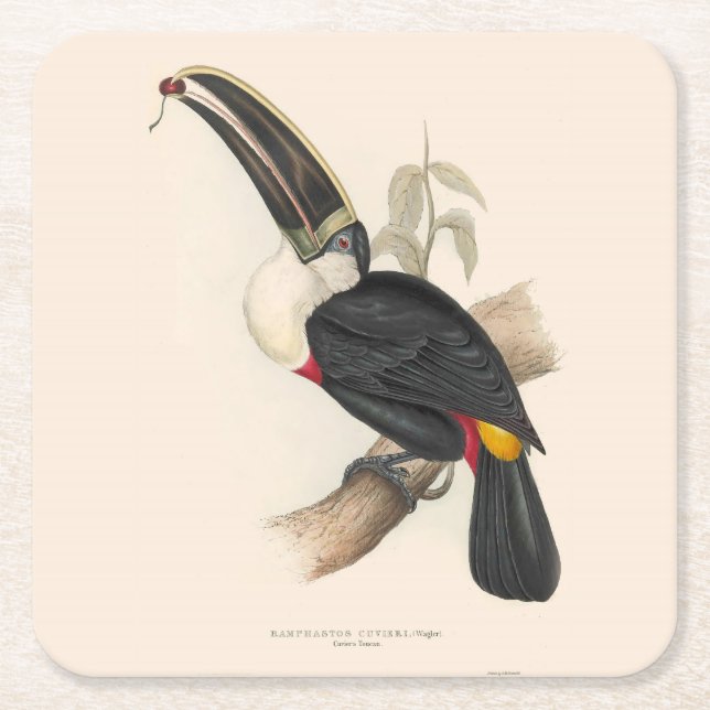 Antique Toucan Bird Wildlife Painting Underlägg Papper Kvadrat (Framsidan)