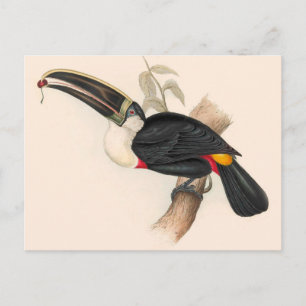 Antique Toucan Bird Wildlife Painting Vykort