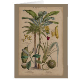 Antique Tropical Handflatan Fruit Botanical Hälsningskort