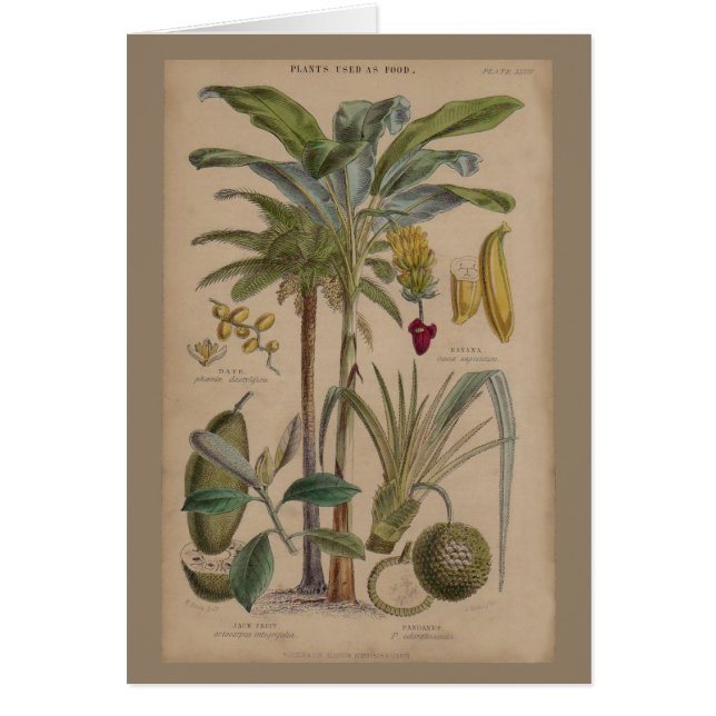 Antique Tropical Handflatan Fruit Botanical Hälsningskort (Framsidan)