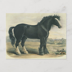 Antique Vintage Black Shire Draft Horse-vykort Vykort