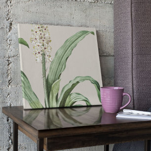 Antique Watercolor Botanical Print Poster