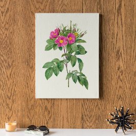 Antique Watercolor Botanical Print Poster