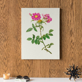 Antique Watercolor Botanical Print Poster