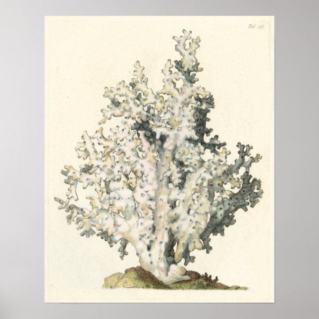 Antique Watercolor Coral Poster (Framsidan)