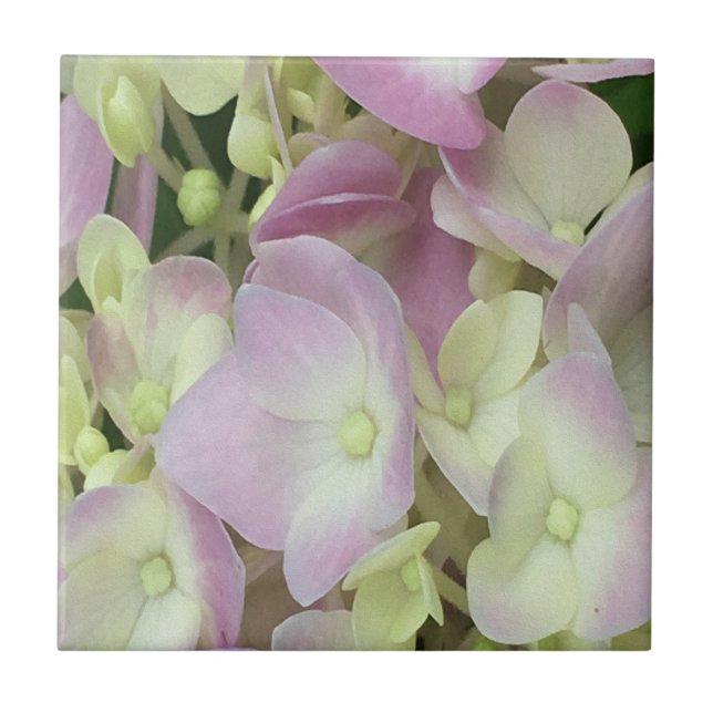 Antique White and Dusty Rosa Hydrangea Petals Kakelplatta (Framsidan)