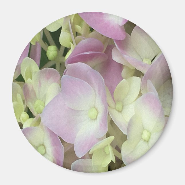 Antique White and Dusty Rosa Hydrangea Petals Magnet (Framsidan)