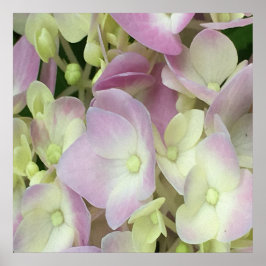 Antique White and Dusty Rosa Hydrangea Petals Poster