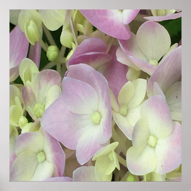 Antique White and Dusty Rosa Hydrangea Petals Poster (Framsidan)