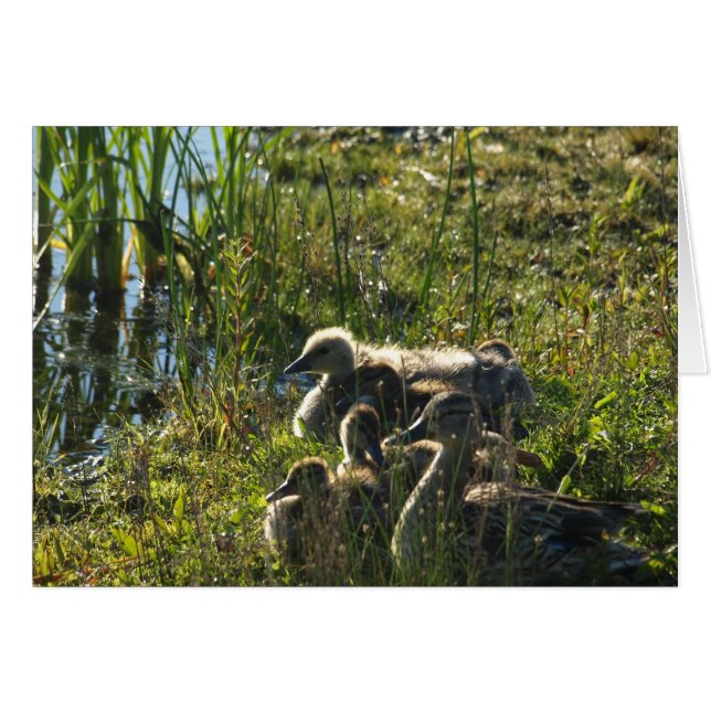 Antogs baby goose OBS kort (Framsidan Horizontal)