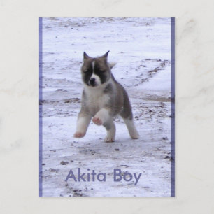 Antogs Hundar Vykort