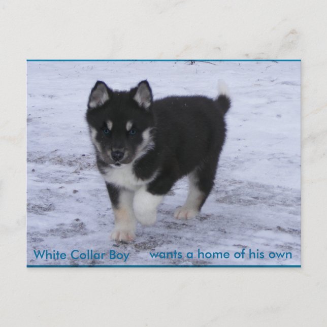 Antogs Hundar Vykort (Framsida)