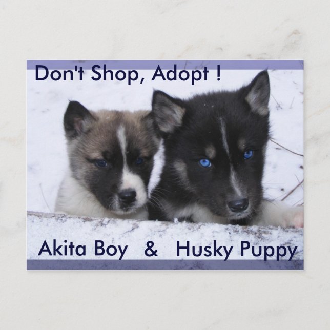 Antogs Hundar Vykort (Framsida)