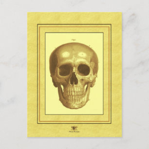 Antque Skull Vykort