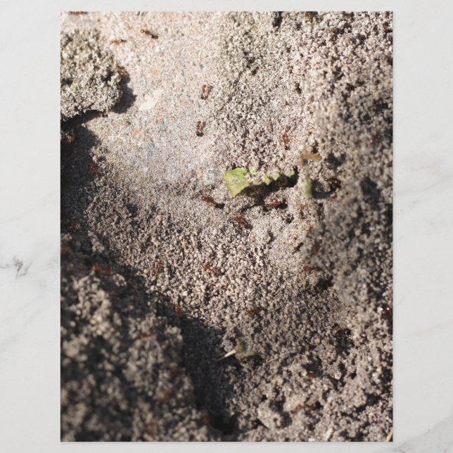 Ants Go Marching (Framsida)