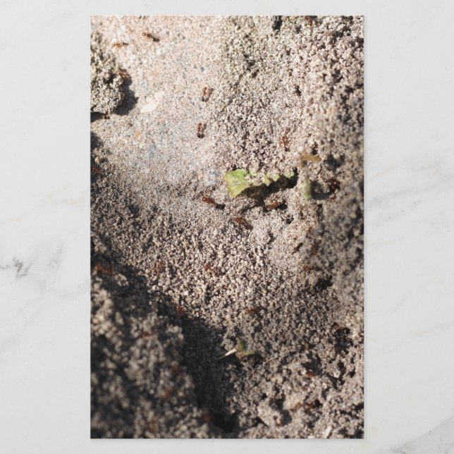 Ants Go Marching Brevpapper (Framsida)