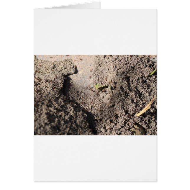 Ants Go Marching Hälsningskort (Framsidan)