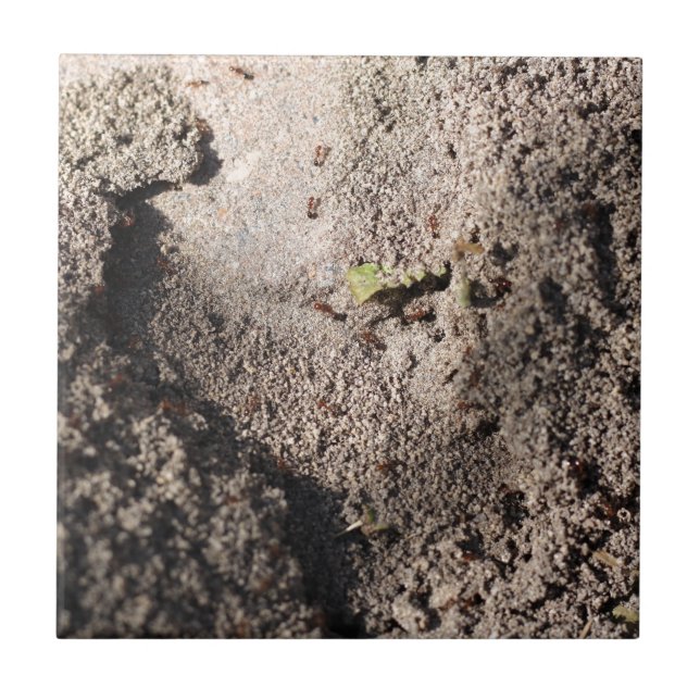 Ants Go Marching Kakelplatta (Framsidan)