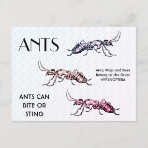 Ants Insektra Kryp Creepy Crawly Creatys Vykort