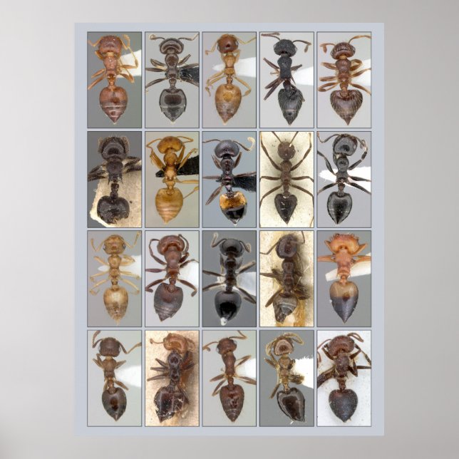 AntWeb Crematogaster-hjärtan Poster (Framsidan)