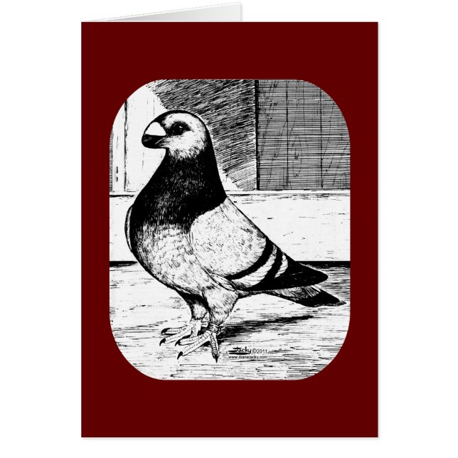 Antwerpen Kort Faced Pigeon (Framsidan)