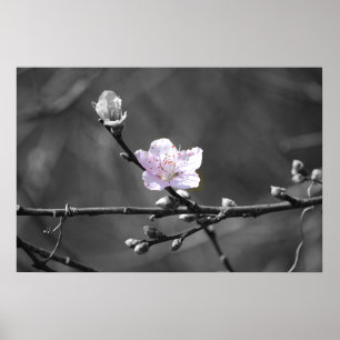 Antyda av den rosa körsbärsröda blommar poster