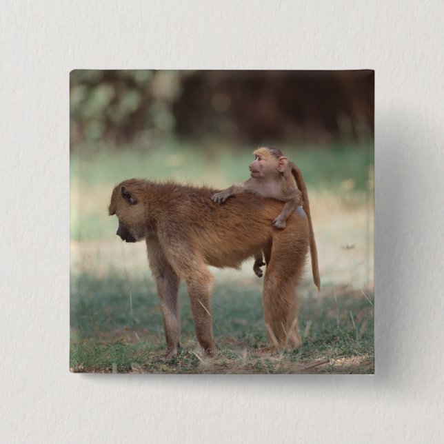 Anubis Baboon Knapp (Framsida)