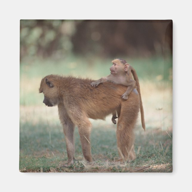 Anubis Baboon Magnet (Framsidan)