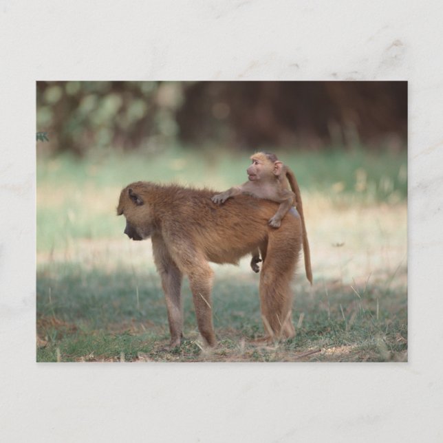 Anubis Baboon Vykort (Framsida)