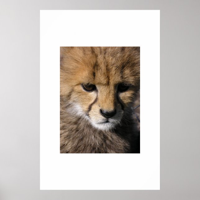 Anubis Poster (Framsidan)