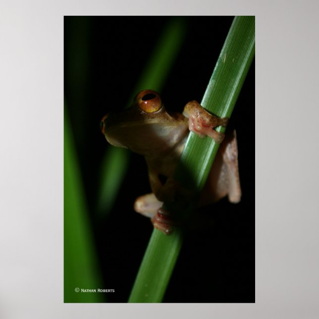 Anura_2 Poster (Framsidan)