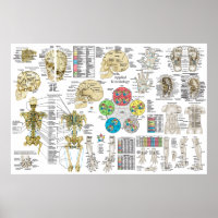 Använd kinesiologi Chiropraktic Osteopath Poster