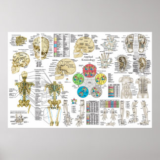 Använd kinesiologi Chiropraktic Osteopath Poster