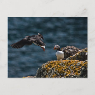 Användning av Puffin Vykort