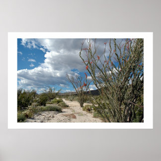 Anza Borrego - blomman Poster