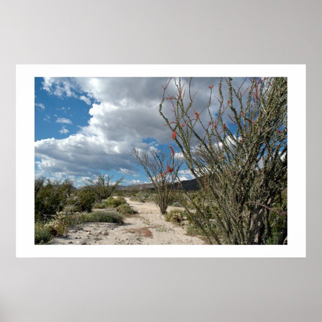 Anza Borrego - blomman Poster (Framsidan)