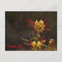 Anza, CA-vykort Vykort