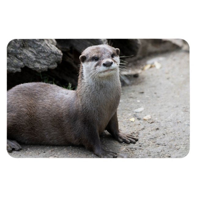 Aonyx cinerea magnet (Horisontell)