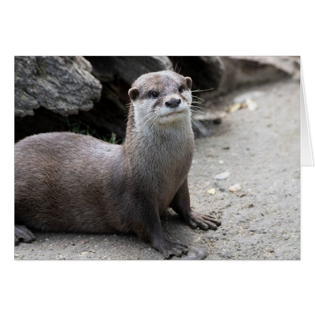 Aonyx cinerea OBS kort (Framsidan Horizontal)