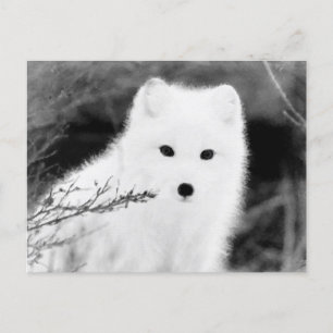 *~* AP18 Twig Fox White Snö Fox Arktisk Polar Vykort