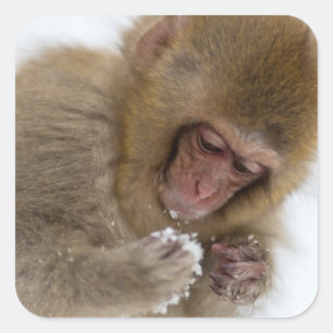 Apa för snö för Macaque för baby japansk Fyrkantigt Klistermärke