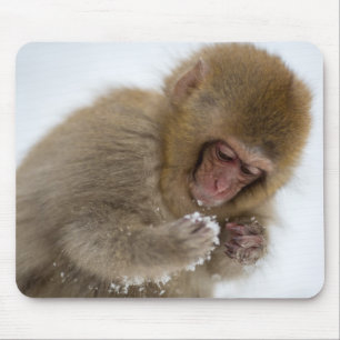Apa för snö för Macaque för baby japansk Musmatta