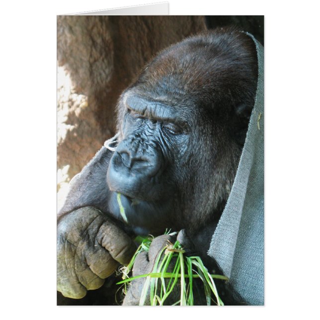 Apa huva ~ Japansk gorilla äter julkort Hälsningskort (Framsidan)