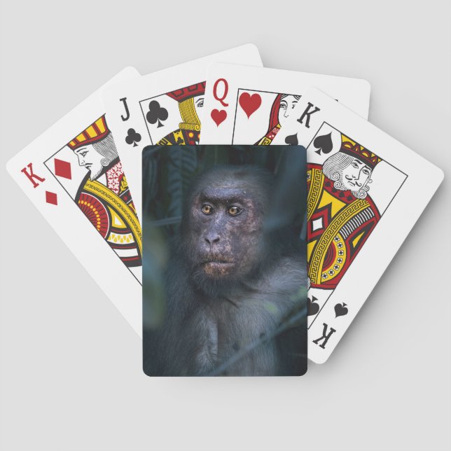 Apa i djungeln casinokort (Baksidan)