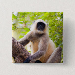 Apa i djungeln i Ranthambore National Park Knapp