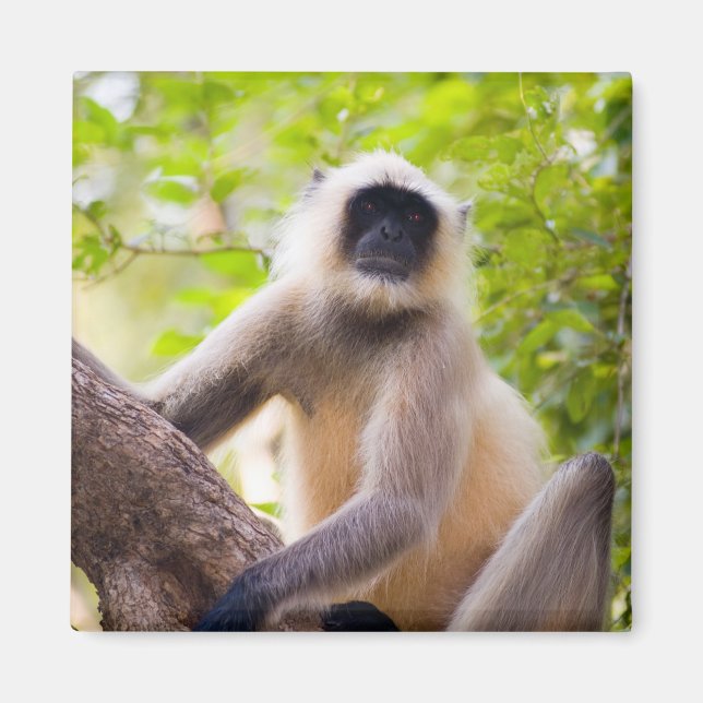 Apa i djungeln i Ranthambore National Park Magnet (Framsidan)
