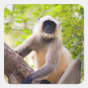 Apa i djungeln i Ranthambore nationalpark Fyrkantigt Klistermärke